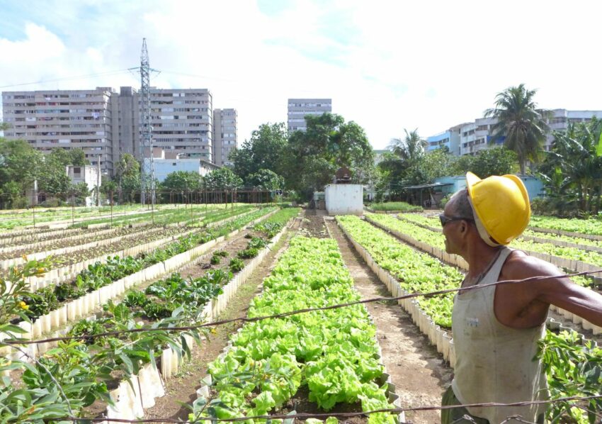 In Havana a gardener looks out over a vegetable garden